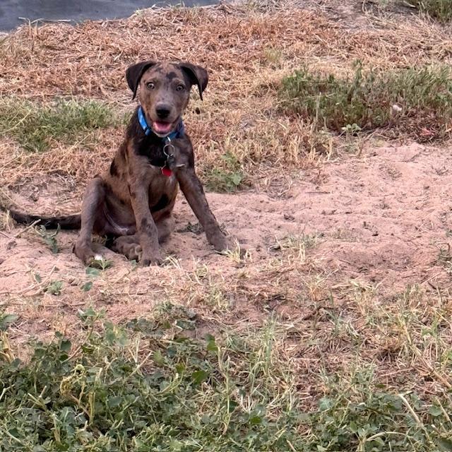 Our tiny baby catahoula, Trump, is now almost 20 pounds with sturdy, long legs. He is 3 months old already! Our tiny baby catahoula, Trump, is now almost 20 pounds with sturdy, long legs. He is 3 months old already!
