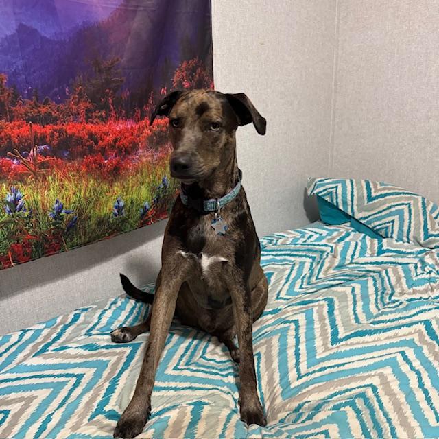 Trump posed on the guest bed in David's home office so I snapped it. He does not like to pose. Isn't he so cute?