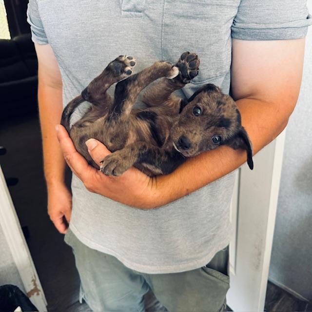 Matt is holding Trump before we gave him a bath. Isn't he cute? He is so tiny.