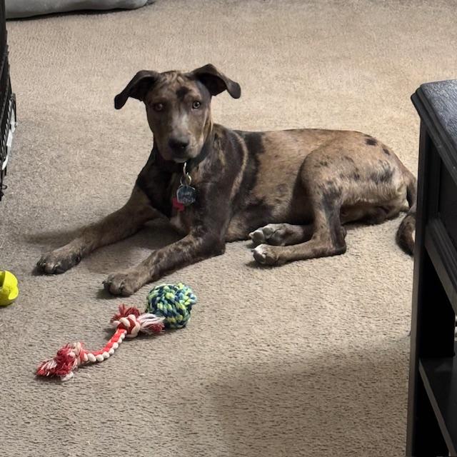 Trump is now five months old. He is still very playful but he sits down and chills more now. He is all legs.