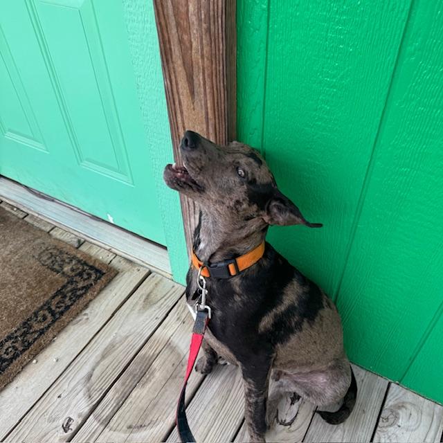 Trump by the Farm Store after coming up the ramp. The ramp is his favorite thing on the walk.