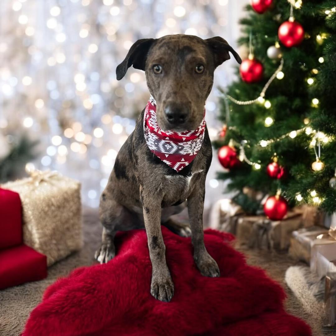 Trump's Christmas shot. Isn't he adorable?