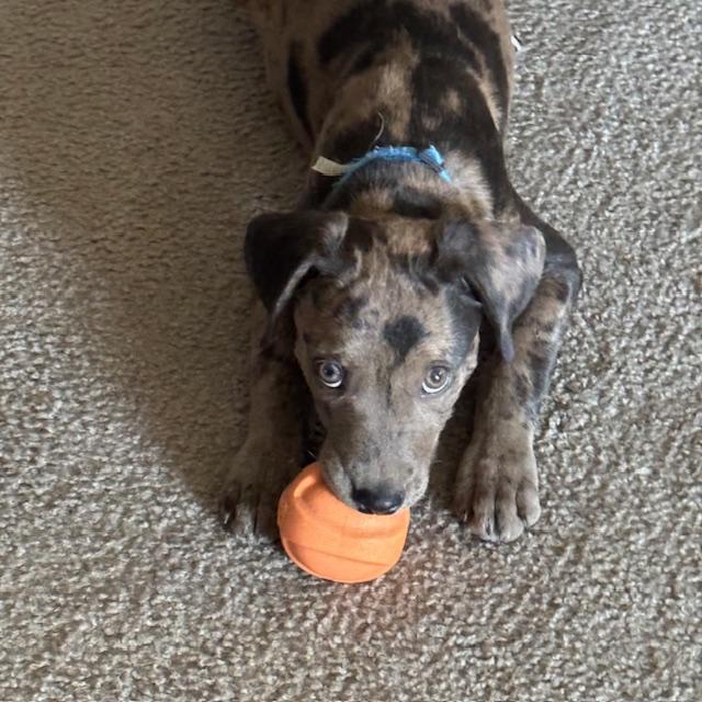 The Trumpster loves to play ball. His eyes are incredible.