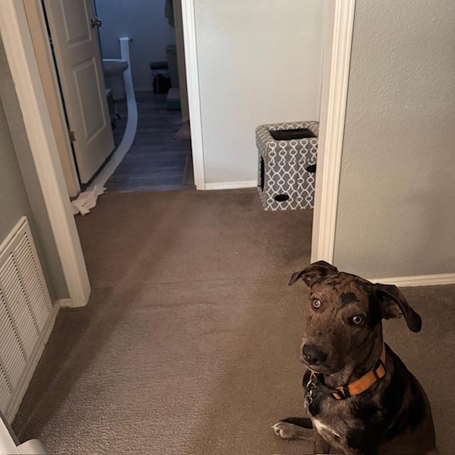 Trump decorated the bathroom. Didn't he do a wonderful job?