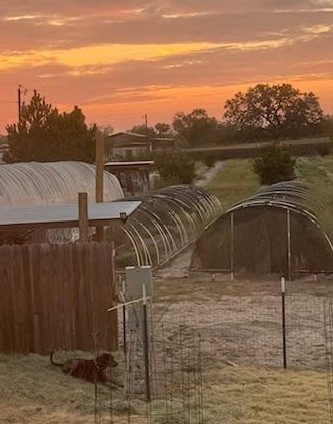 I found Trump enjoying the early morning as the sun came up in the backyard. Isn't he so cute?