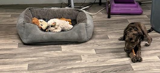 trumpfulfillment trumpfulfillment