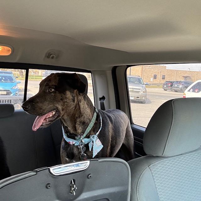 Trump is all clean and smelling good as he jumped in the truck. He is ready to go home.