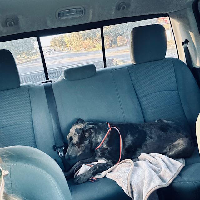 Trump was happy to see us but winced in pain on the way home and all evening. Poor little sweetie! Trump was happy to see us but winced in pain on the way home and all evening. Poor little sweetie!