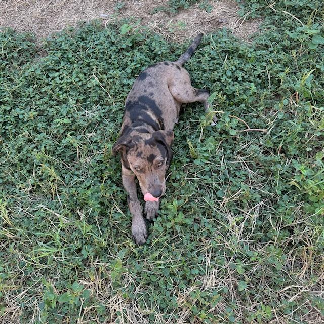 Our tiny puppy has grown huge. Trump loves to lounge around and chew things. He is so cute!