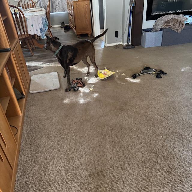 Trump stands proud after killing the bag of Splenda. I bet he had help dragging it down the kitchen floor to the den...