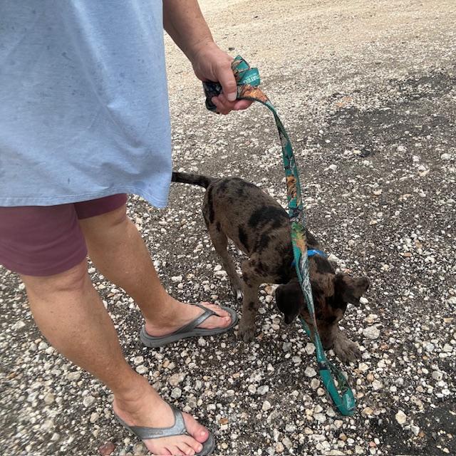 Trump and I got wet. You can see the raindrops on my shirt. Trump loves to walk on a leash. Usually, he carries it in his mouth. Trump and I got wet. You can see the raindrops on my shirt. Trump loves to walk on a leash. Usually, he carries it in his mouth.