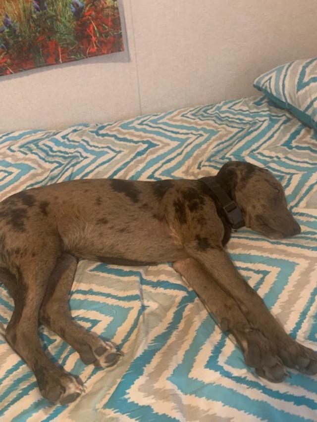 My sweet little Trump is all legs now but still playful and very hyper. This is a rare, sleepy moment that David captured & sent to me on the guestroom bed.