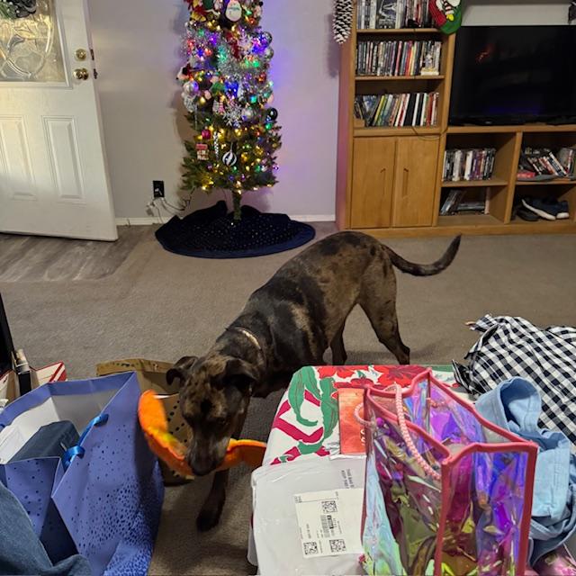 Trump is carrying his new squeaky worm, walking through empty gift bags & Amazon bags.