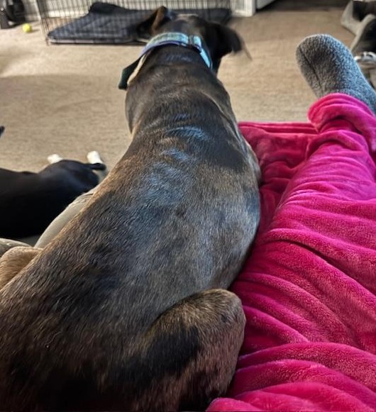 You can see how long Trump is now next to my leg. Sue Ellen is on the floor.