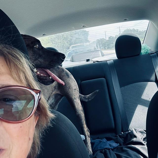 Trump was excited on his way to the vet in the back seat.