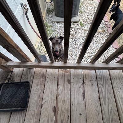 Trump is trying to reach me up on the back deck. Sue Ellen is on the right.