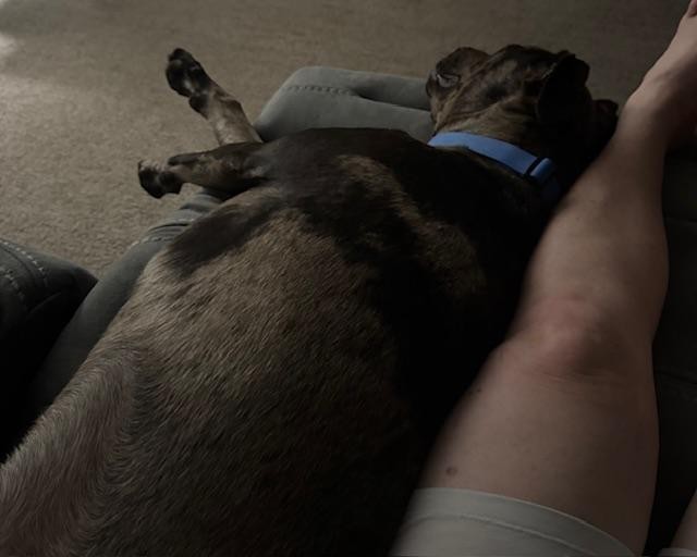 Here is Trump cozied up, head first, to my leg. He did not move from that position until I got up to go to bed. He is so cute.