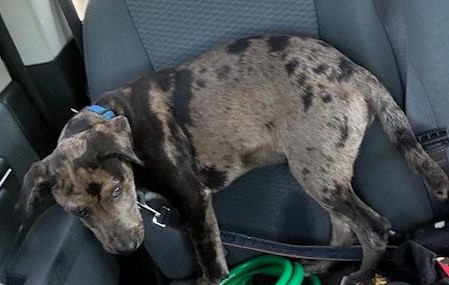 Trump in the truck ready to go see the vet today. He actually rode on my lap, snuggling me. He is so playful and full of energy.
