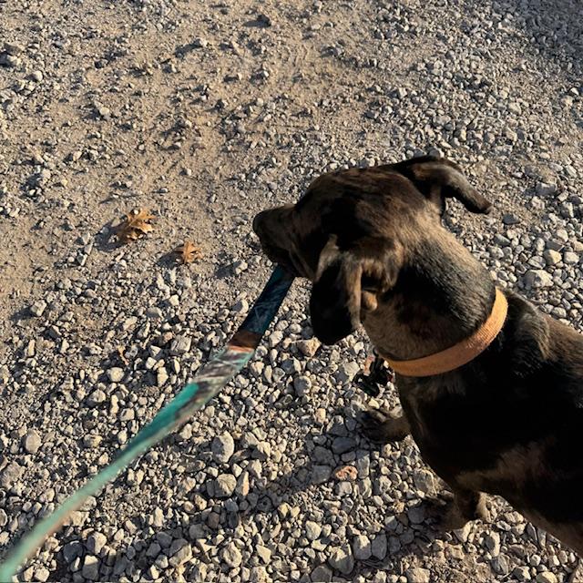 Trump enjoyed an early morning chilly walk with me.