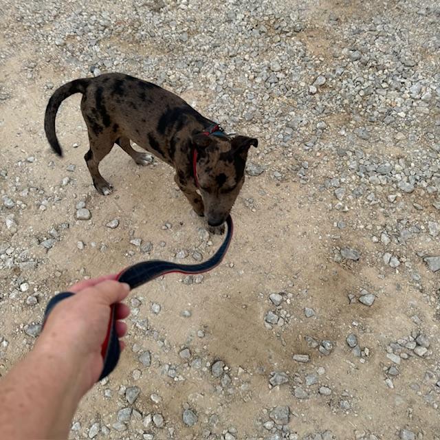 Trump loves to hold the leash as he drags me along. He loves early morning walks through the property but he is quick. No leisurely strolls for him!