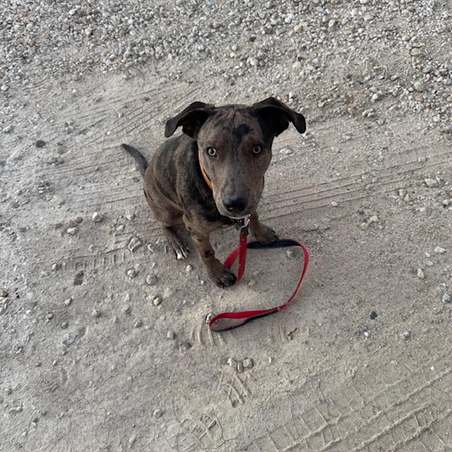 Little Trump is so big now. He loves to walk and carry his leash. I had such a hard time getting him to pose but I finally got this shot.