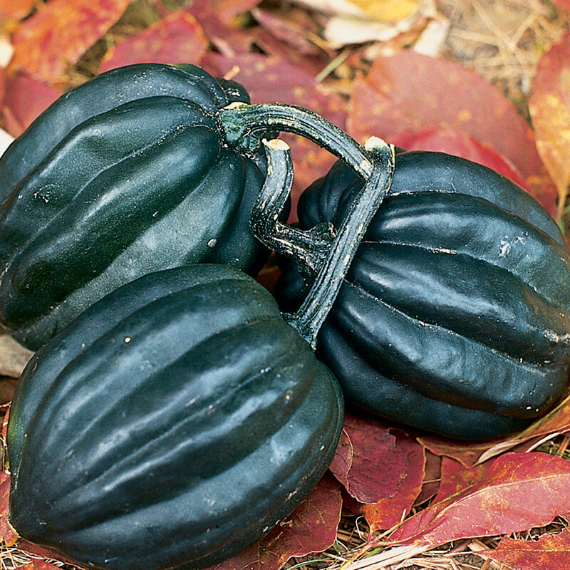 This is Tuffy Acorn winter squash.