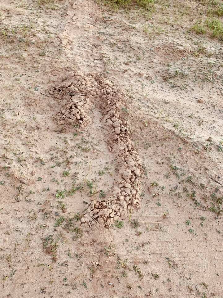 These tunnels are outside my front door and all over the property. They say gophers live under ground and make tunnels all over out here but I have not seen one yet.