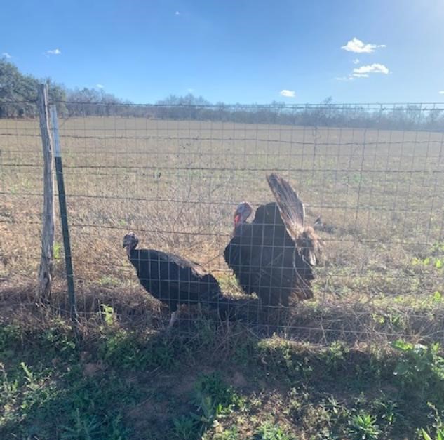 The female turkey got caught between two fences and insisted on coming through to our yard. The male turkey just stood there. He started to get aggressive but backed off.
