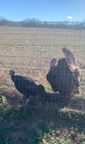 Here is a closer look.