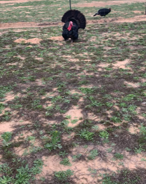 This Tom turkey will not fly over the fence where his wife is. He just paces back and forth and she has no intention of coming over here. This Tom turkey will not fly over the fence where his wife is. He just paces back and forth and she has no intention of coming over here.