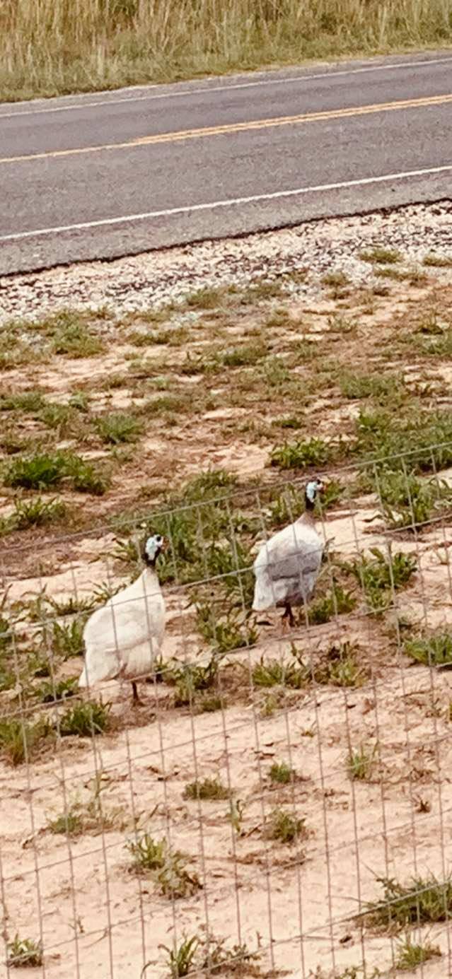 Turkeys on our side of the road, just outside the back of the store. Notice they have light blue and black heads.