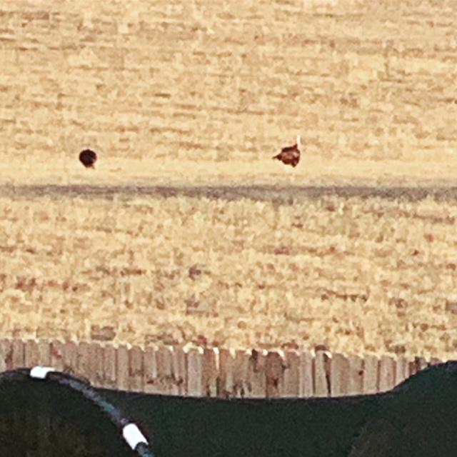 Turkeys were in the field next to our fence gobbling away. We love living out here!