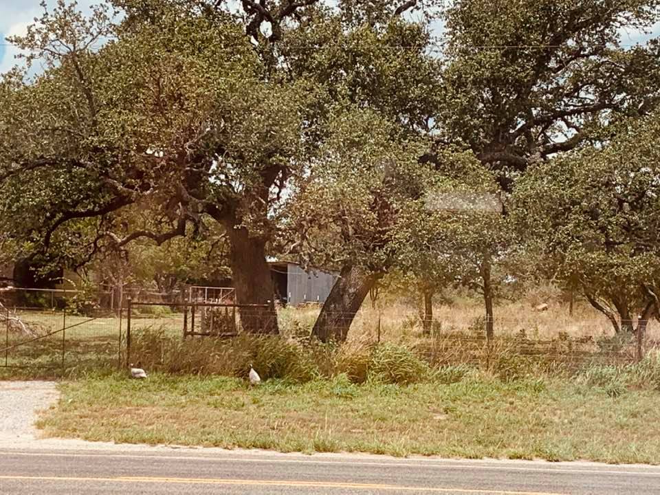 The turkeys have now crossed the road to our neighbor's house. They are so pretty.