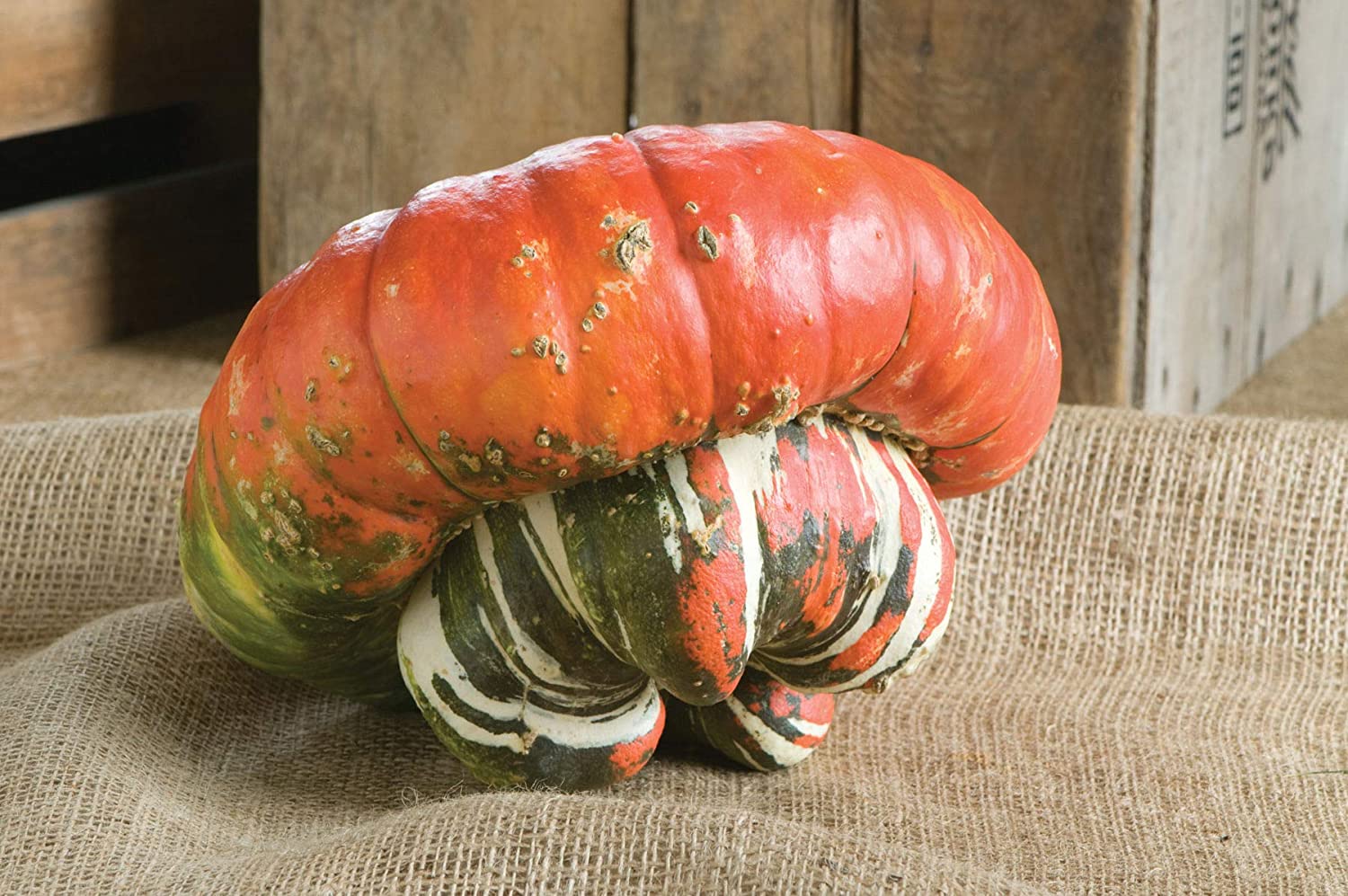 Turk's Turban is another fun gourd to grow.