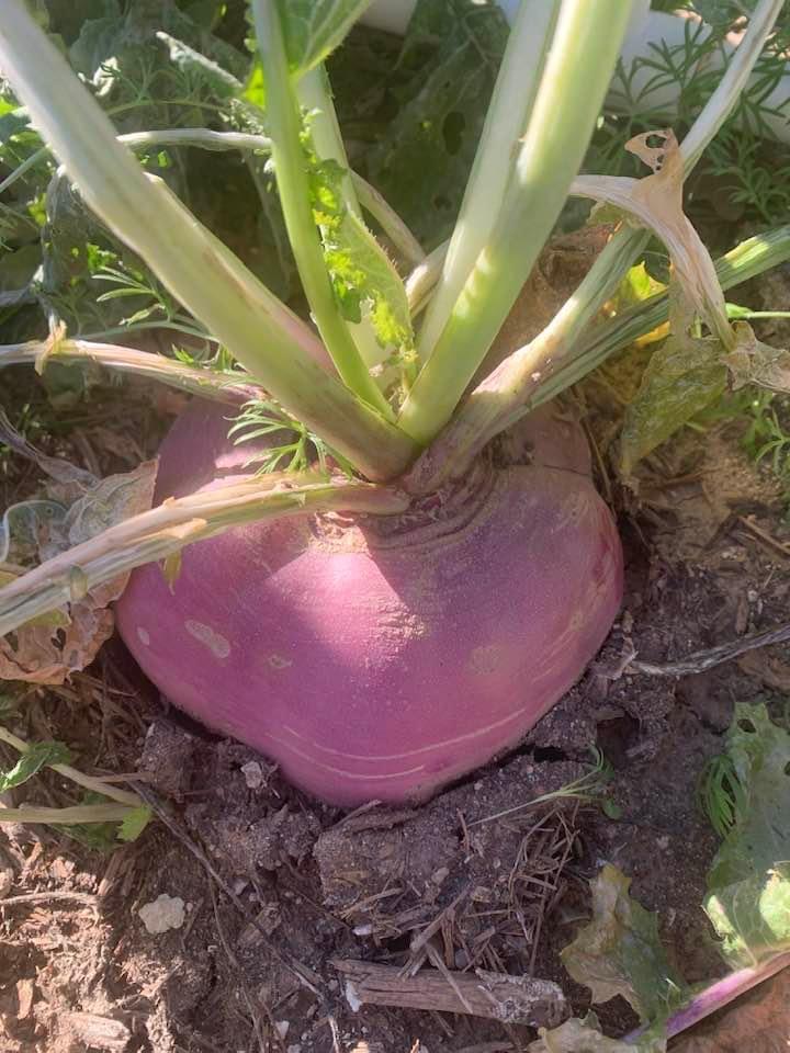 This lovely Purple Top White Globe Turnip is ready for harvest out of our garden today, 12/27/22. For a brief period of time, they will be available in our Farm Store for $2.95 a pound.