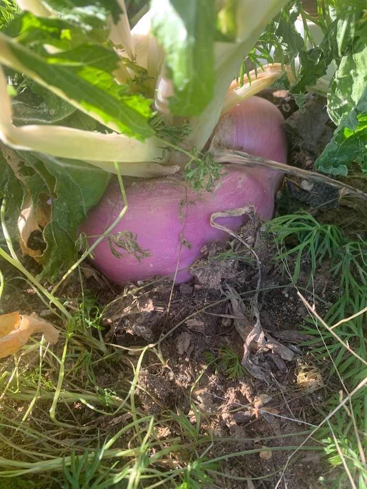 We have lots of farm fresh turnips grown right here on our farm. Come on out to the farm and purchase them.