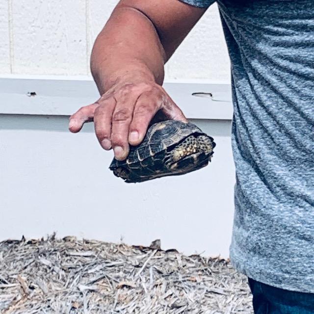 As we were leaving, David saw a small turtle crawling next to Fulfillment and called Nacho. Nacho moved it back to the wilderness area.