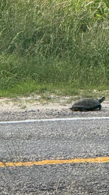 For a turtle, this guy was moving along pretty quickly.