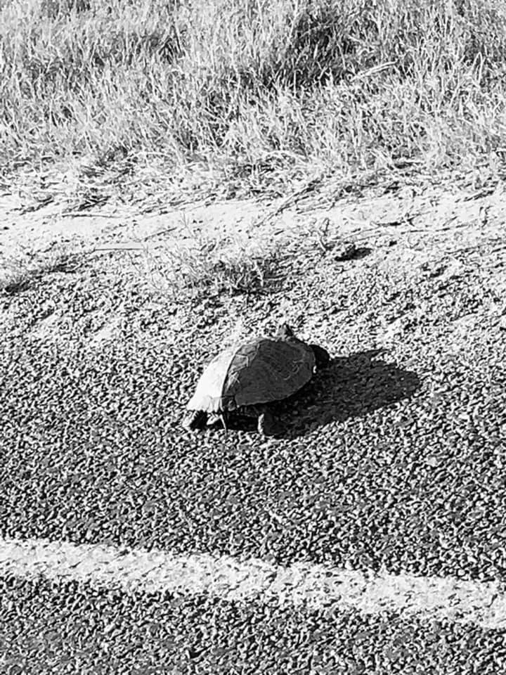 Turtle crossing highway by our farm. Not sure how it ended up being shot in black & white. I guess I got excited seeing a turtle. Turtle crossing highway by our farm. Not sure how it ended up being shot in black & white. I guess I got excited seeing a turtle.