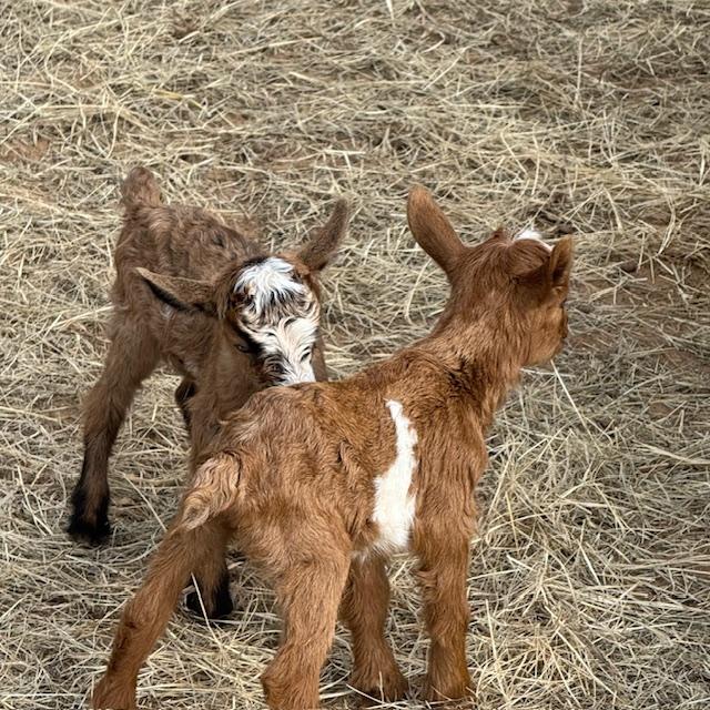 Here they are and guess what? They are both girls!!! I am beyond excited!