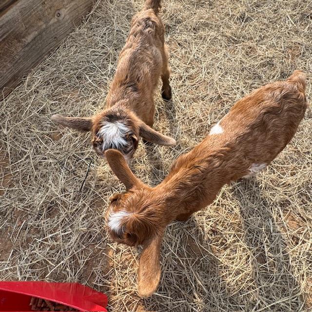 Their legs are still a bit wobbly but they kept getting up and walking.