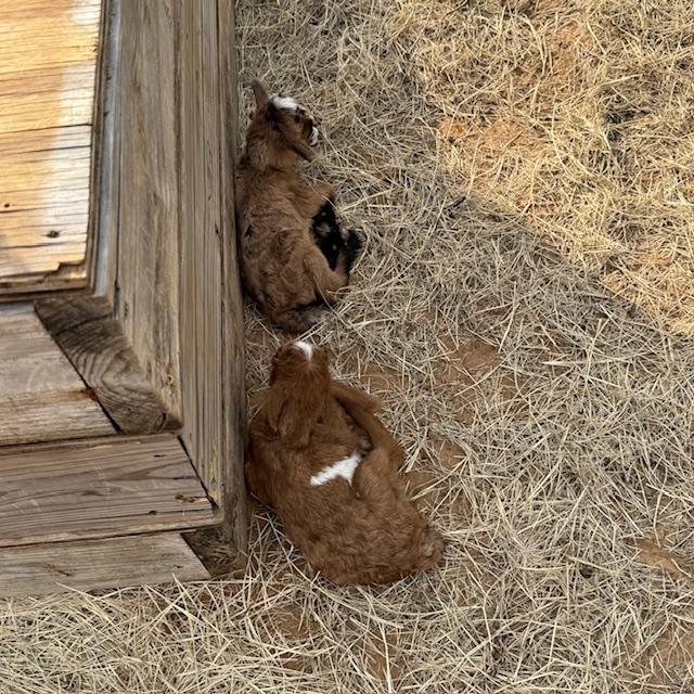 They both curled up to sleep and George and Gracie kept jumping off of the platform, barely missing the babies.