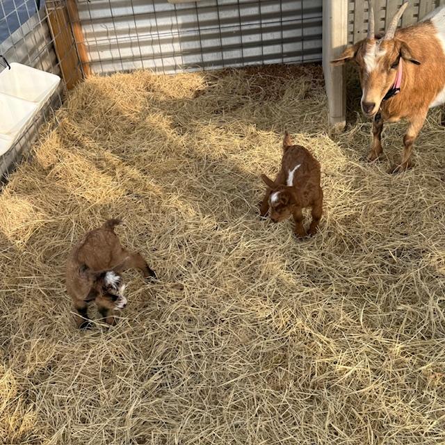 We finally carried the new babies into the shelter for Alice to keep them safe for their first night. Alice, Trixie,  George, and Gracie soon followed.