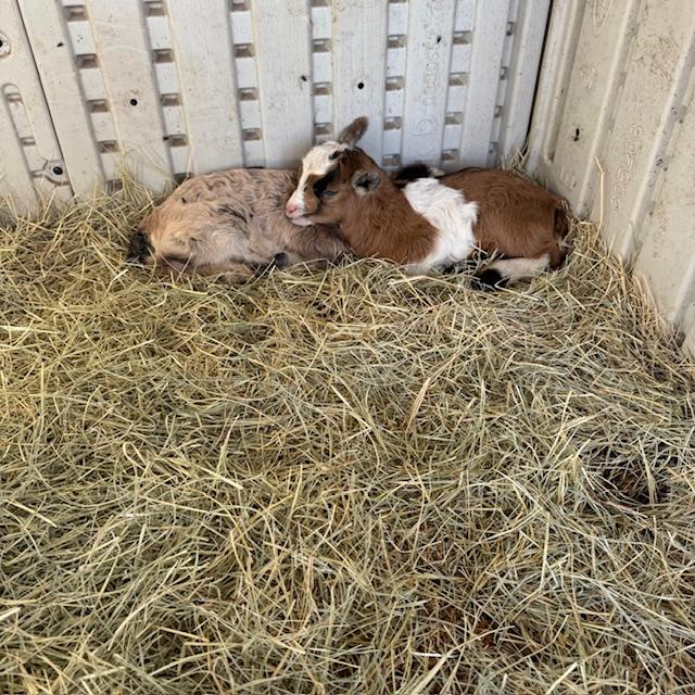 Left to right: Baby B and Baby A. All they do is sleep. They are so cute and Trixie is mothering them well. Left to right: Baby B and Baby A. All they do is sleep. They are so cute and Trixie is mothering them well.