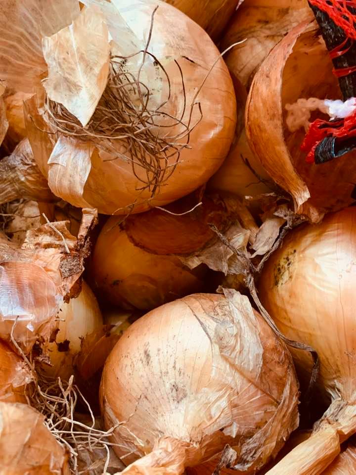 We grow the versatile yellow onion, Texas 1015Y, from seed every fall and every winter. This onion is a favorite at agritourism events. We grow the versatile yellow onion, Texas 1015Y, from seed every fall and every winter. This onion is a favorite at agritourism events.