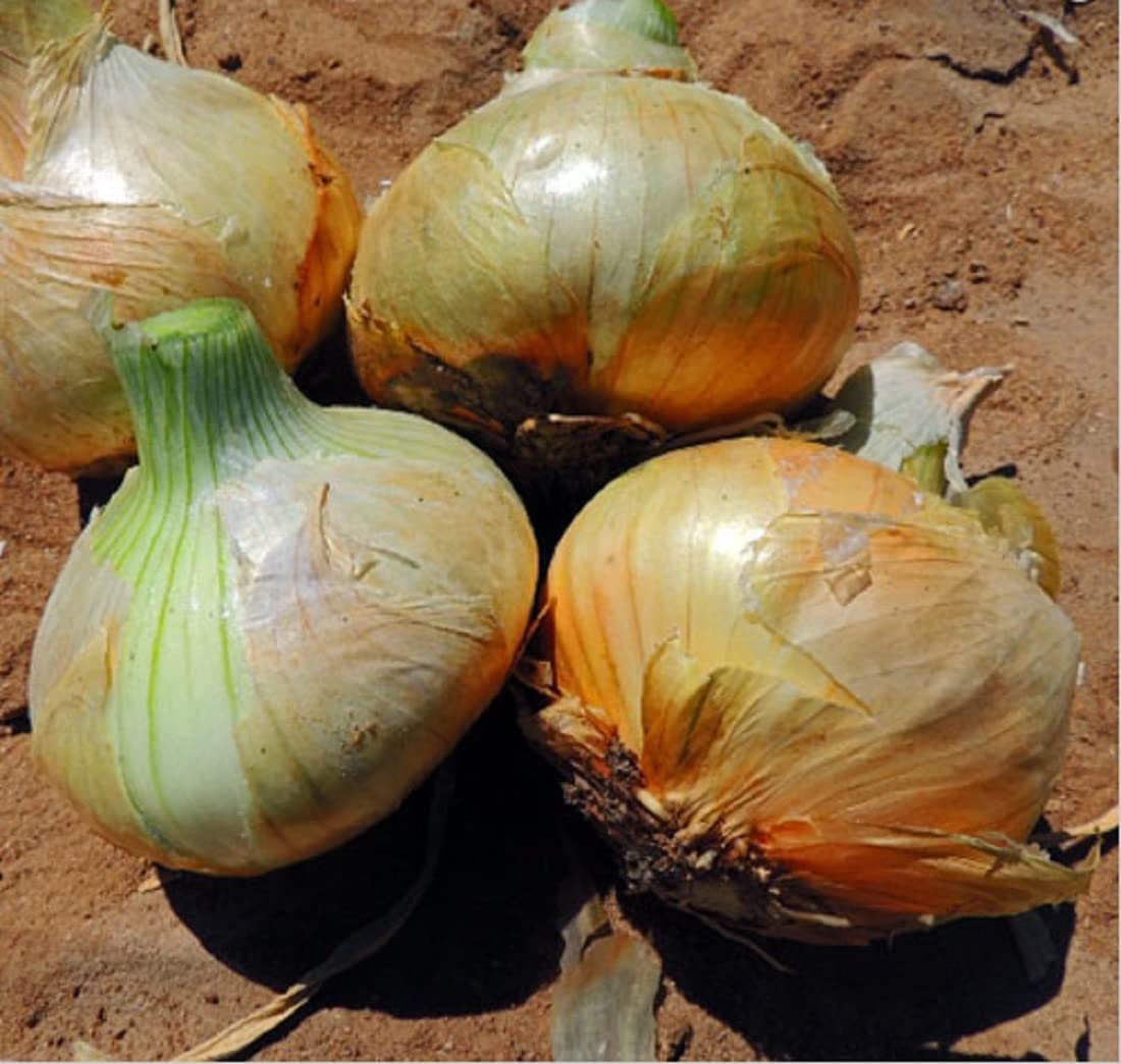 This is the Texas Early Grano Yellow Onion, another Texas winner. If you are in Texas and looking for onions to plant now or later in the fall to overwinter, here you go. Texas 1015Ys are gone.