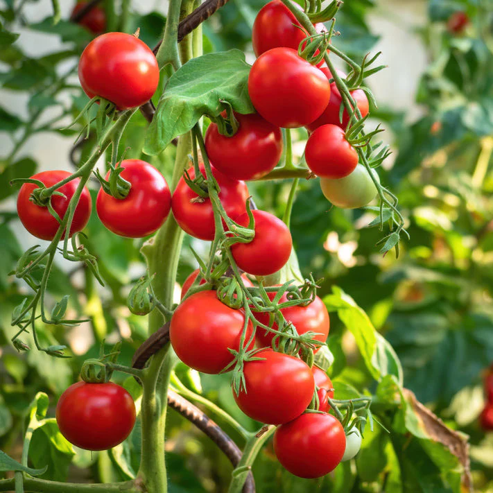 Tycoon tomatoes are gorgeous beefsteak tomatoes. We have grown them since they were the 2011 Rodeo Tomato in San Antonio. They are tasty and great for agritourism. Tycoon tomatoes are gorgeous beefsteak tomatoes. We have grown them since they were the 2011 Rodeo Tomato in San Antonio. They are tasty and great for agritourism.