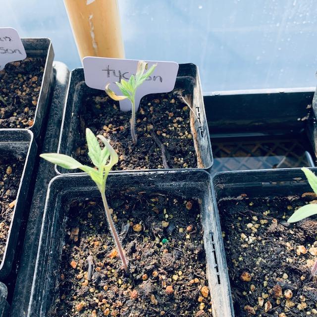 Here are a few of David's Tycoon seedlings. Plant tomato seeds early or you won't get any in the heat. Here are a few of David's Tycoon seedlings. Plant tomato seeds early or you won't get any in the heat.
