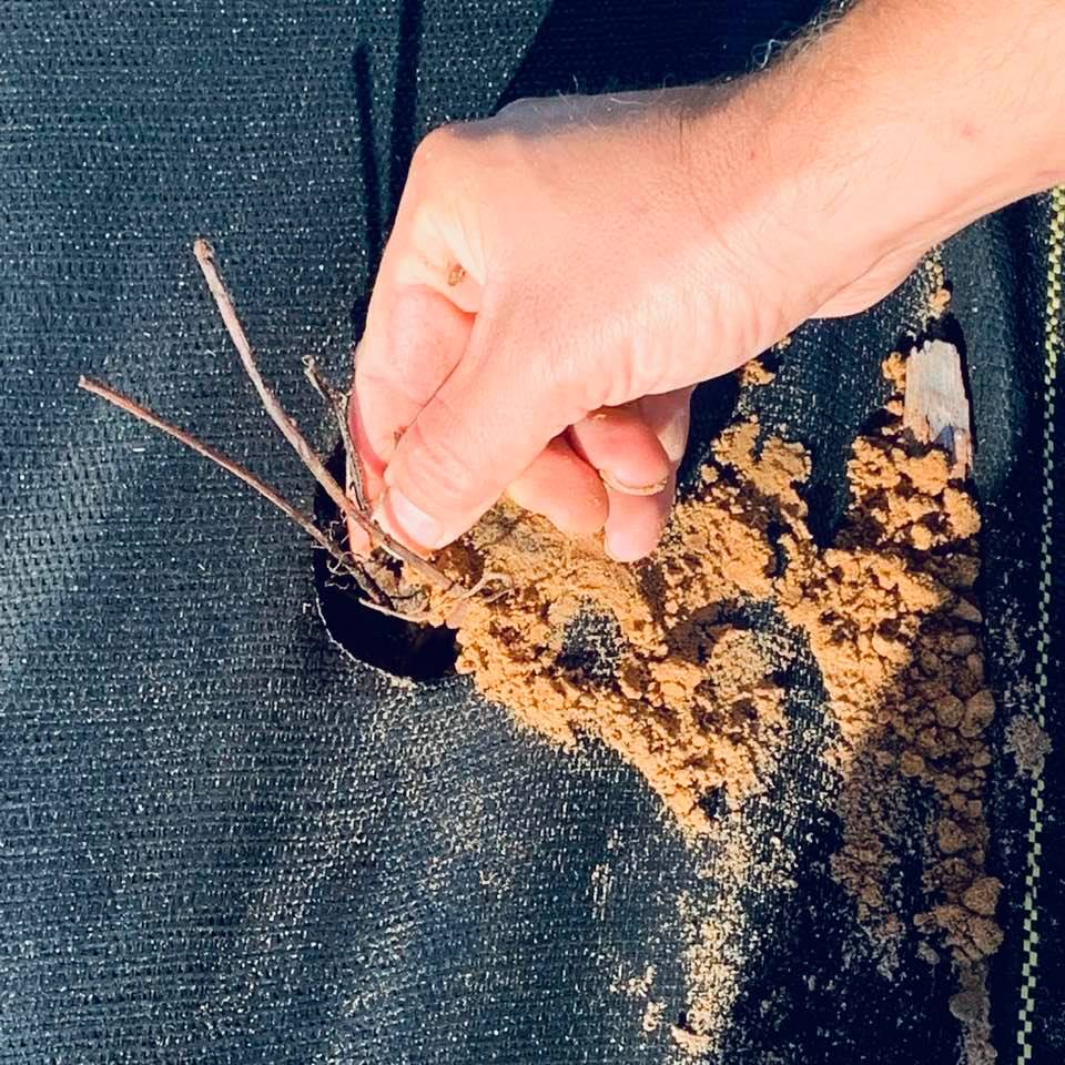 The roots go into the ground and the rest of the start is above the soil or sand for strawberry starts. We do not sell starts. A farmer gave these to us. We sell the seeds.