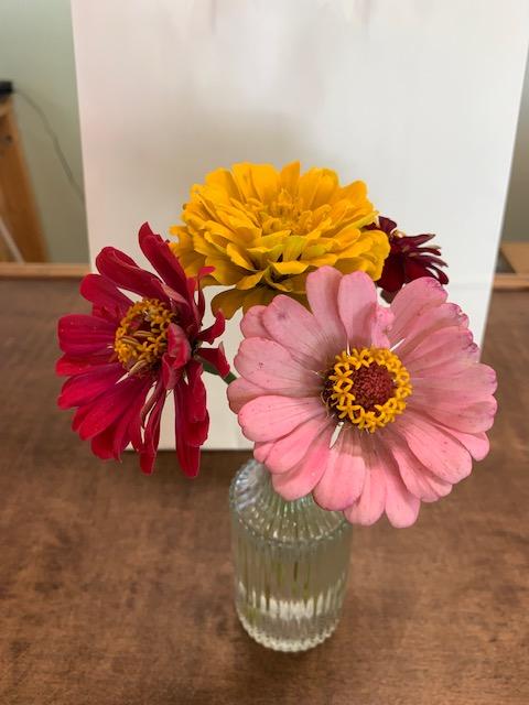 Here are some zinnias I cut and put in a vase.